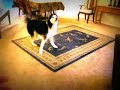 Siberian Husky Chinook & The Bone Dance #2