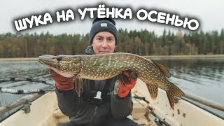 Щука на утёнка осенью. Ловля щуки на поверхностные приманки.