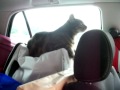 voyager voiture avec chat