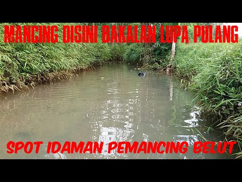 spot terbaik para pemancing belut ||kolaborasi bersama buday, cs