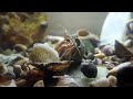Pagurus Prideaux Hermit Crab changes shell. Slow motion at the end.