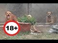 Állatkínzás: Kankutyákkal szexelt az állatotthonba többször betörő zoofil férfi