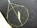 Snook Fishing