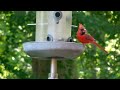 Lynchburg VA video: Cardinal in Lynchburg, Virginia