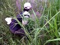 Mancing Gabus Kumpeh images Mancing Gabus Kumpeh