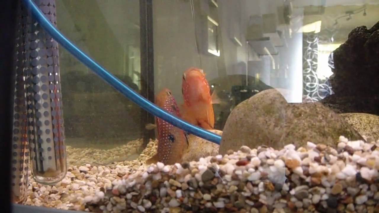 Jewel Cichlid Eggs Turning White at Vanessa Mohammad blog