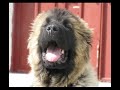 кавказская овчарка-Аленка лидер №1 в 