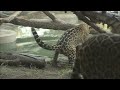 Jaguars and Polar Bears Celebrate Halloween at the San Diego Zoo