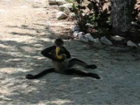 pics of monkeys eating bananas. eating Spider Monkey Eating Banana. Spider Monkey Eating Banana. 0:18. Spider Monkey Eating a Banana we brought him from the juice bar in Mexico.