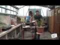 planter des rosiers
