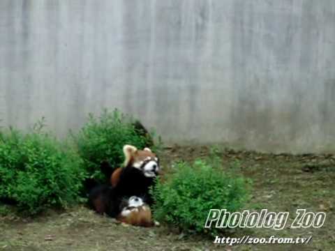 Red Panda 2010 バトルは楽し3@市川市動植物園