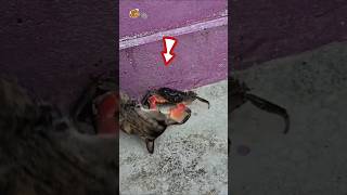 Dancing Crab Shocks Everyone