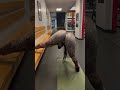 Girl in Tight Workout leggings // Huge Ass Big Butt Ebony.