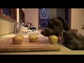 Sierra the Cupcake eating German Shorthair Pointer