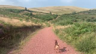 Usk Reservoir Walk, Brecon Beacons, Wales With Blake The Patterdale Terrier