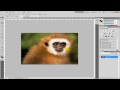 How To Blend Images Using The Feather Tool Photoshop CS5