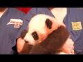 Jack Black attends naming of panda