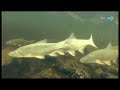 Balaton A Vizek Birodalma R Szlet images Balaton A Vizek Birodalma R Szlet