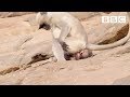 A young monkey's first experience baby sitting! 🤦😱| Life Story - BBC