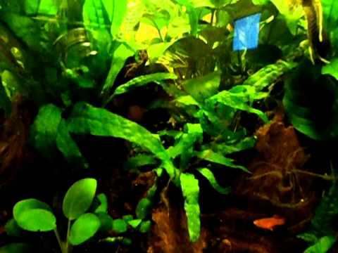 Header of Agamyxis albomaculatus