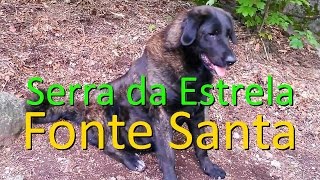Serra Da Estrela Mountain Dog Kennel - Portugal