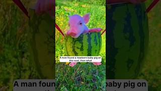 A Man Found A Piglet Who Was Very Hungry..