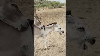 Watch What These Donkeys Are Doing
