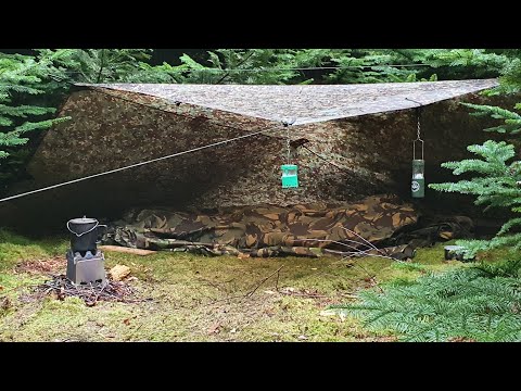 Pine Forest Wild Camping Pine Forest Wild Camping