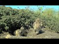 Burrowing Owls | San Diego Zoo Global Wildlife Conservancy | SanDiego.com