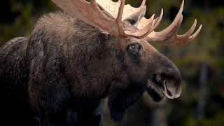 Moose - The Largest Deer In The World Doentary