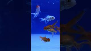 Cute Dfish Aquarium No Music