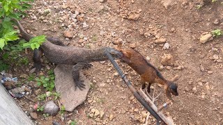 Viral- Komodo Dragons Catch And Pull Goats Alive