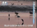 フラミンゴ　逃走３カ月　紋別・コムケ湖（2012/10/26）北海道新聞