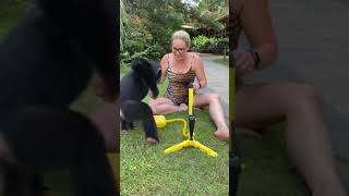 Baby Chimp Loves His New Toy