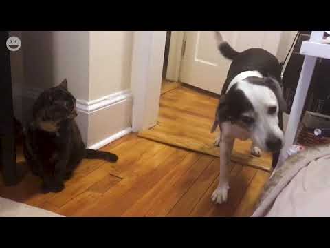 Dogs shall not pass | Cats vs. Dogs Funny Video Compilation