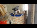Cách huấn luyện cu gáy khiển khách và cách chăm cu gáy mùa thay lông
