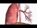 Respiratory System Introduction - Part 2 (Bronchial Tree and Lungs) - 3D Anatomy Tutorial