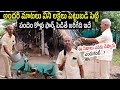 How To Start Pandem Kolla Pempakam Full Details By Penumetcha Srinivasa Raju From Bapatla | N5 Media