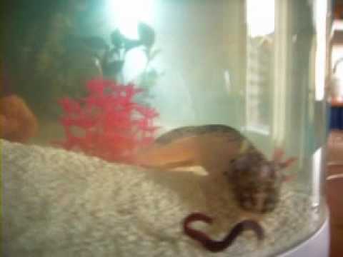 Axolotl