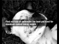 Best diet for kidney disease in dogs | Learn the natural dog food diet for kidney disease in dogs
