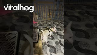 Dog Fails To Escape || Viralhog