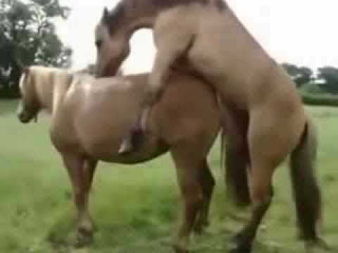 Секс С Конями Женщин С Пони