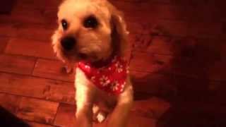 Marley And Me Intro