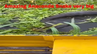Amazon Rainforest Discovery Series Snake Anaconda