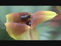 Orchid pollination through sexual mimicry: Trigonidium obtusum (Orchidaceae: Maxillariinae)