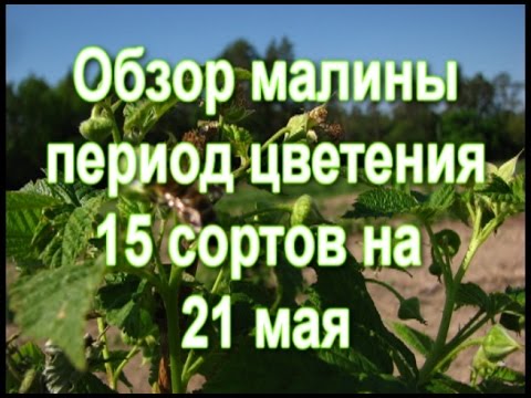 Ремонтантная малина – отзывы о сортах и подкормки