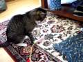 Snufkin's purr, up close (2010-04-09)