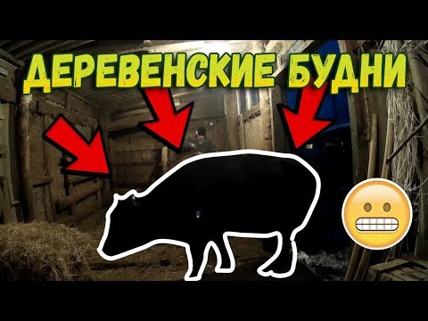 ✅Деревенские будни // Быка за рога // Переводим по сараям ✅Деревенские будни // Быка за рога // Переводим по сараям