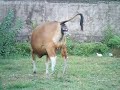 Sapi Melahirkan Anak Nya Live images Sapi Melahirkan Anak Nya Live