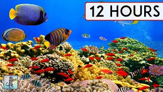 BEAUTIFUL CORAL REEF AQUARIUM COLLECTION • 12 HOURS • BEST RELAX MUSIC • SLEEP M